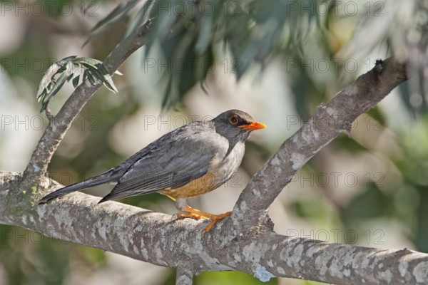 Africa, Kenya, Lake Baringo and Nairobi NP