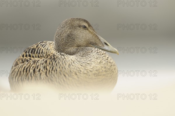 Common Eider (Somateria mollissima) female, Schleswig-Holstein, Germany