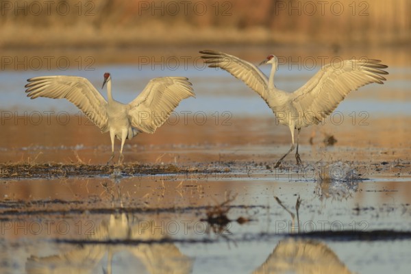 Sandhill Crane (Antigone canadensis), New Mexico, USA