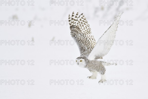 Snowy Owl (Bubo scandiacus) flying, Ontario, Canada