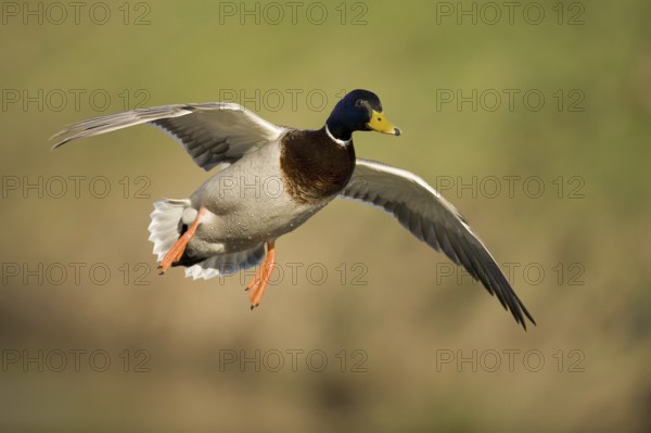 Mallard (Anas platyrhynchos) male flying, Lower Saxony, Germany