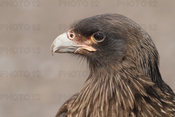 Striated Caracara (Phalcoboenus australis), Falkland Islands