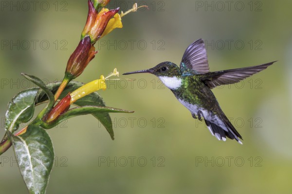 White-throated Hummingbird (Leucochloris albicollis) flying and feeding at a flower in the Atlantic rainforest of southeast Brazil