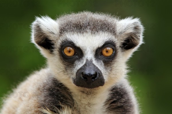 Lemur face, close-up portrait of Madagascar monkey. Ring-tailed Lemur, Lemur catta, with green clear background. Animal from Madagascar, Africa, orange eyes