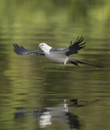 Swallow-tailed Kite (Elanoides forficatus) flying, Florida, USA