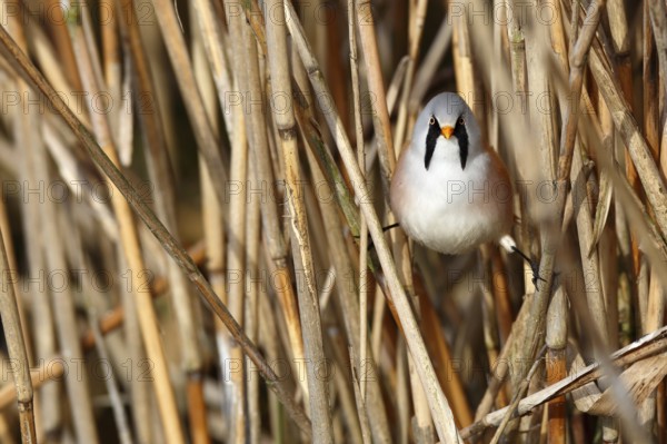 Bearded Reedling (Panurus biarmicus) male perched in reedbed, Mecklenburg-Western, Pomerania, Germany