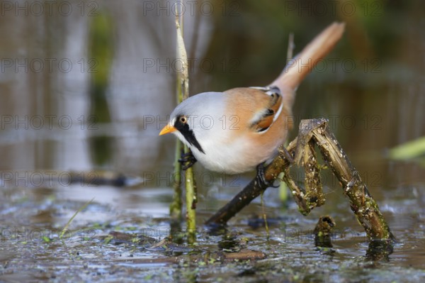 Bearded Reedling (Panurus biarmicus) male foraging in reedbed, Mecklenburg-Western, Pomerania, Germany
