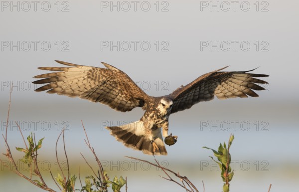 Snail Kite (Rostrhamus sociabilis) female flying with snail in its claws, Florida, USA