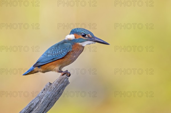 Common Kingfisher (Alcedo atthis) juvenile male, Saxony-Anhalt, Germany