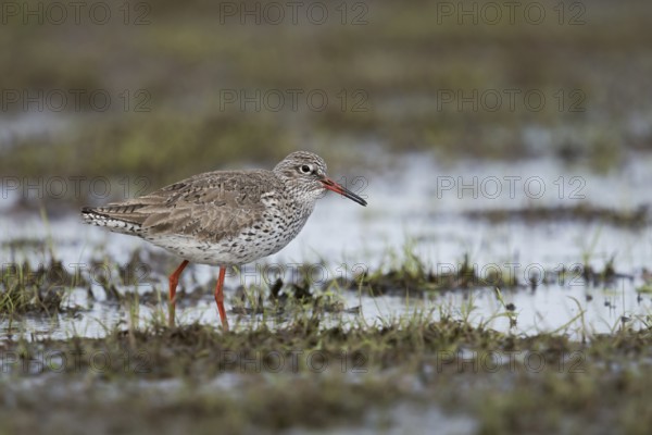 Common Redshank (Tringa totanus) on wetland, Netherlands