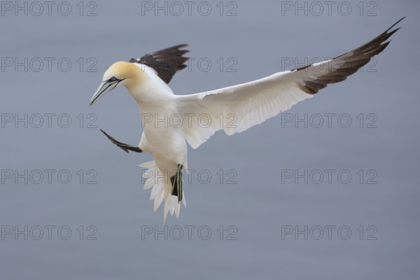 Northern Gannet (Morus bassanus) flying, Schleswig-Holstein, Germany