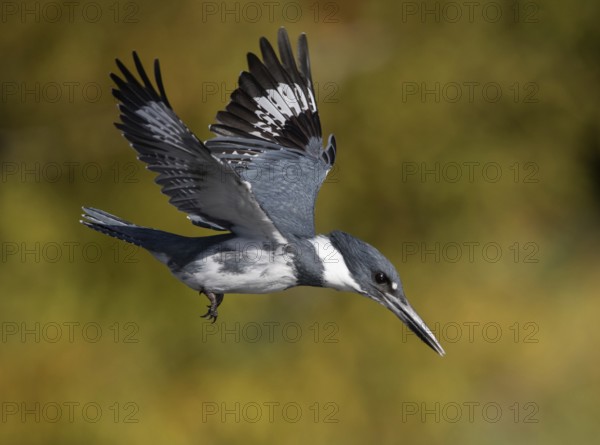 Belted Kingfisher (Megaceryle alcyon) male flying, Florida, USA