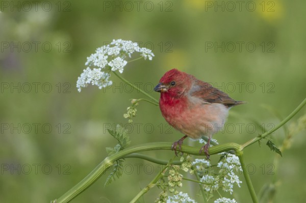 Common Rosefinch (Carpodacus erythrinus) male, Armenia