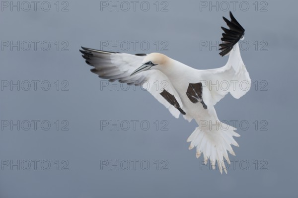 Northern Gannet (Morus bassanus) flying, Schleswig-Holstein, Germany
