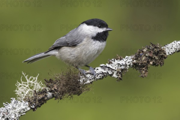 Carolina Chickadee (Poecile carolinensis), Maryland, USA