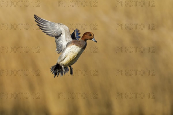 Eurasian Wigeon (Mareca penelope) male flying, Noordholland, Netherlands