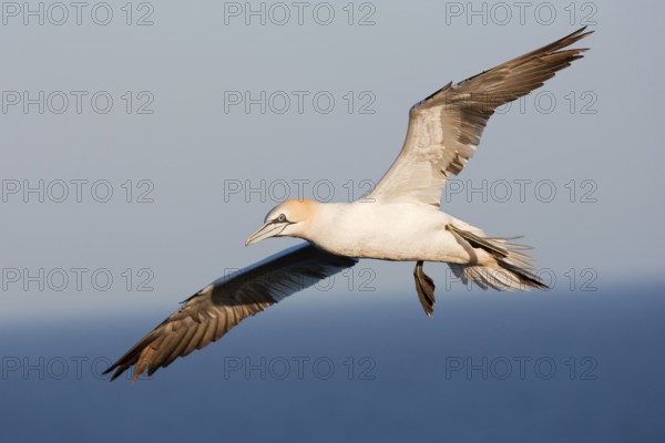 Northern Gannet (Morus bassanus) flying, Schleswig-Holstein, Germany