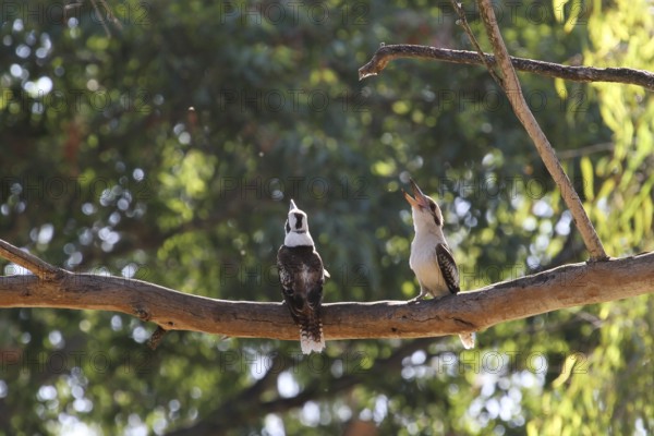 Laughing Kookaburra (Dacelo novaeguineae), Queensland, Australia