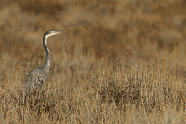Black-headed Heron (Ardea melanocephala), Northern Cape, South Africa