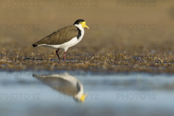 Masked Lapwing (Vanellus miles), Victoria, Australia