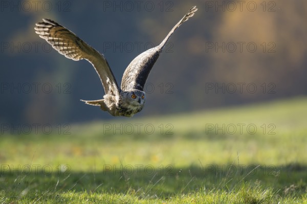 Eurasian Eagle-Owl (Bubo bubo) flying, Lower Saxony, Germany