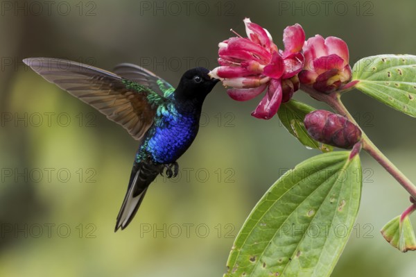 Velvet-purple Coronet (Boissonneaua jardini) feeding at a flower in Colombia, South America