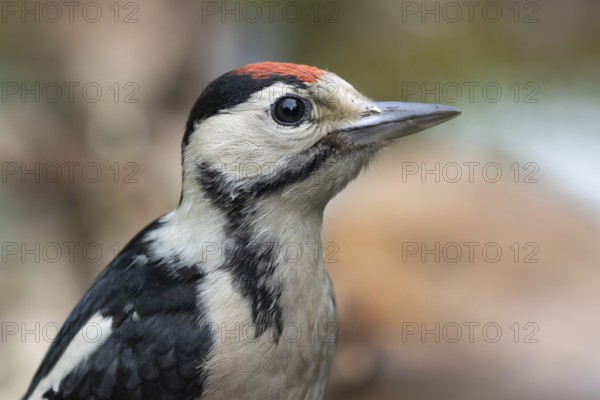 Great Spotted Woodpecker (Dendrocopos major) juvenile, Lower Saxony, Germany