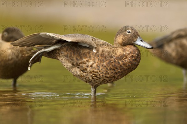 Brown Teal (Anas chlorotis) female, North Island, New Zealand