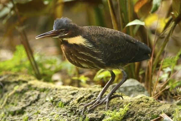 Black Bittern (Dupetor flavicollis), Singapore