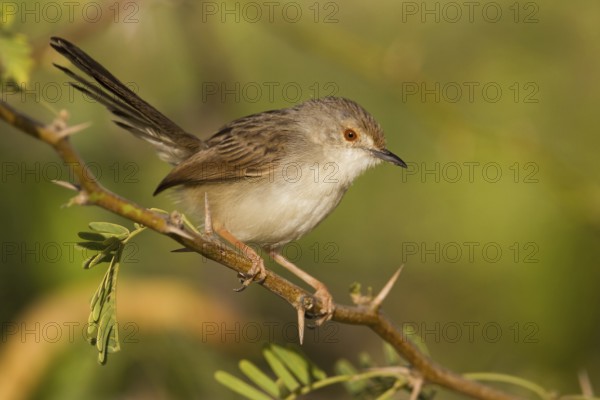 Graceful Prinia (Prinia gracilis), Oman