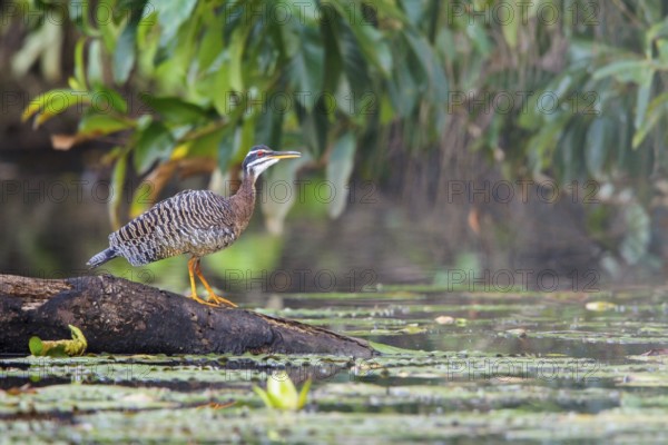 Sunbittern (Eurypaga helias) perched on a branch in Manu National Park, Peru