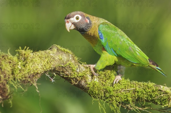 Brown-hooded Parrot (Pyrilia haematotis) perched on a branch in Costa Rica