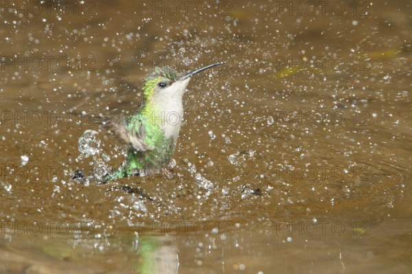 Violet-crowned Woodnymph (Thalurania columbica) flying and bathing in a small stream in Costa Rica