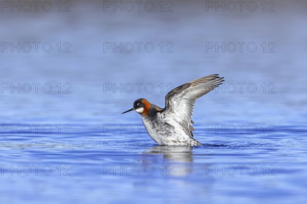 Red-necked phalarope, northern phalarope (Phalaropus lobatus) adult female in breeding plumage flapping wings in pond on tundra in spring, Sweden