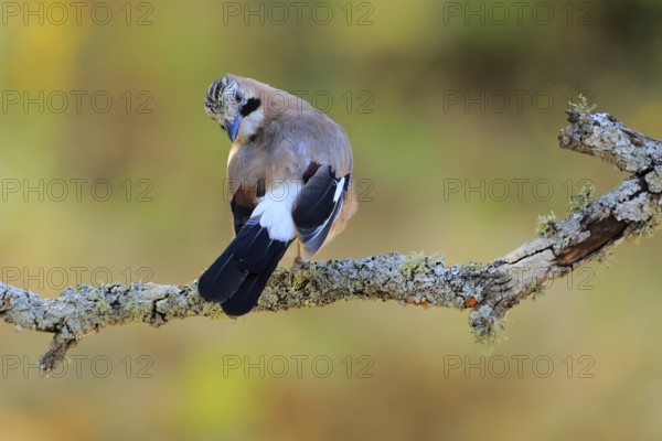 Eurasian Jay (Garrulus glandarius) preening, Andalusia, Spain