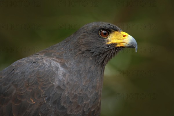 Great Black-Hawk, Buteogallus urubitinga, detail portrait of wild bird from Belize. Birdwatching of South America. Wildlife scene from nature. Yellow bill bird in the forest. Close-up portrait, eagle