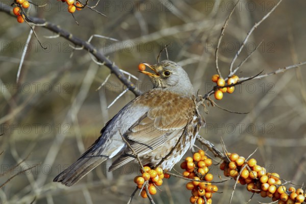 Fieldfare (Turdus pilaris) feeding on berries of Common sea buckthorn (Hippophae rhamnoides), Mecklenburg-Western Pomerania, Germany