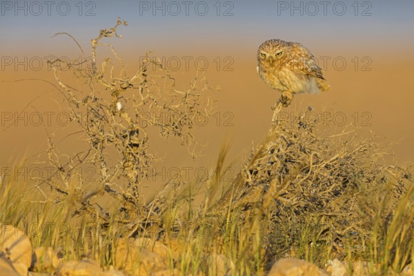 Steinkauz, Little Owl, Athene noctua, Chevêche d'Athéna, Chouette chevèche, Mochuelo Europeo, Mochuelo Común