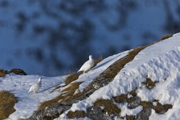 Rock Ptarmigan (Lagopus muta), Tyrol, Austria