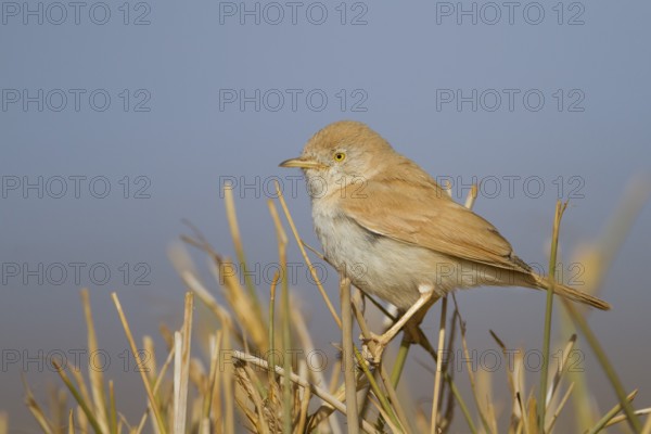 African Desert Warbler - Saharagrasmücke - Sylvia deserti, Morocco