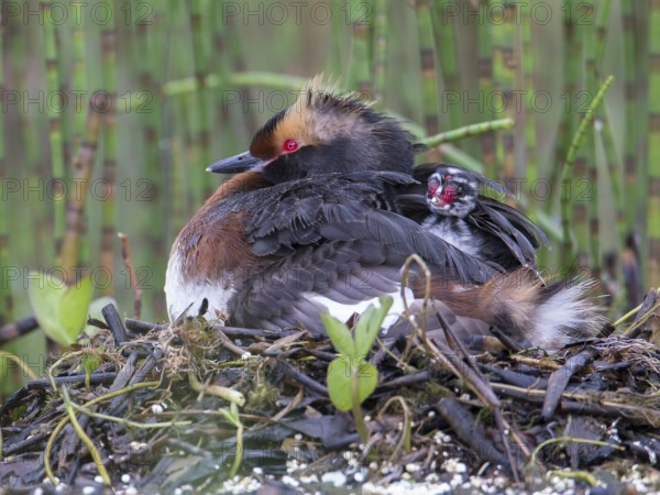 Horned Grebe (Podiceps auritus) on nest with chick, Sweden
