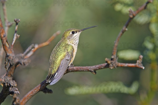 Calliope Hummingbird Stellula calliope Portal, Chiricahua Mountains, ARIZONA, United States 23 August Immature Trochilidae