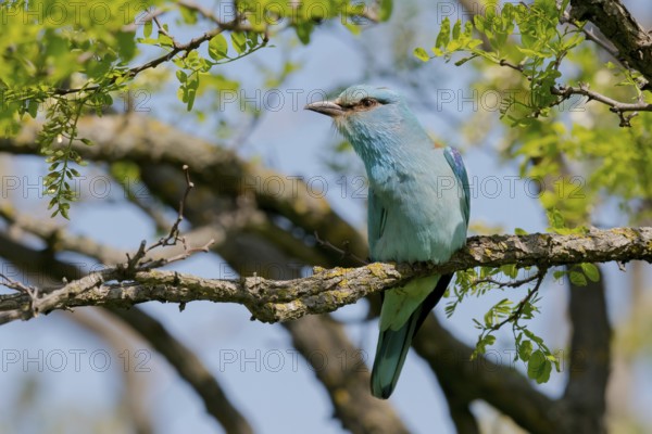 European Roller (Coracias garrulus) perched on a branch, Puszta, Hungary