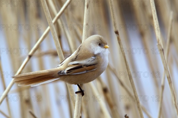 Bearded Reedling (Panurus biarmicus) female perched on reed, Mecklenburg-Western, Pomerania, Germany