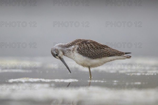 Common Greenshank (Tringa nebularia), North Rhine-Westphalia, Germany