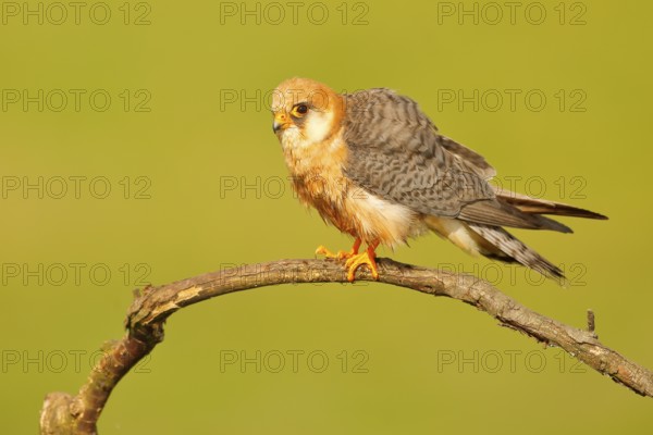Red-footed Falcon, Falco vespertinus, bird sitting on branch with clear green background, cleaning plumage, feather in the bill, animal in the nature habitat, Hungary