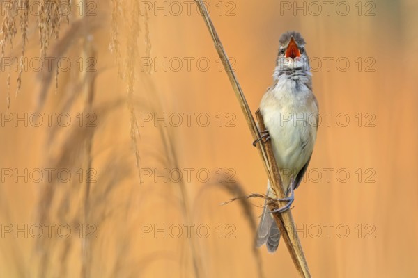 Drosselrohrsänger, Great Reed Warbler, Great Reed-Warbler, Acrocephalus arundinaceus, Rousserolle turdoïde, Carricero Tordal
