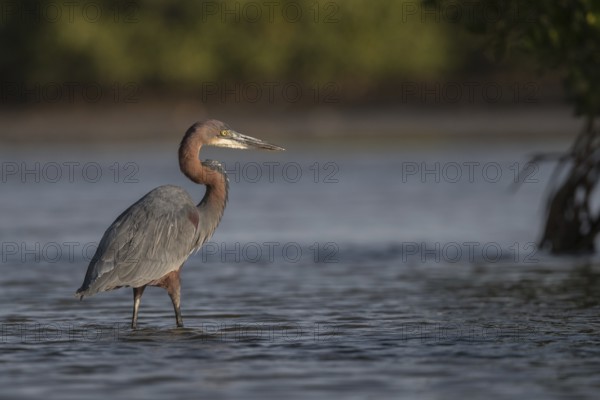 Goliath Heron (Ardea goliath), Senegal