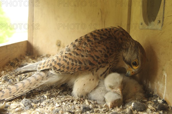 Common Kestrel (Falco tinnunculus) chick, Lower Saxony, Germany