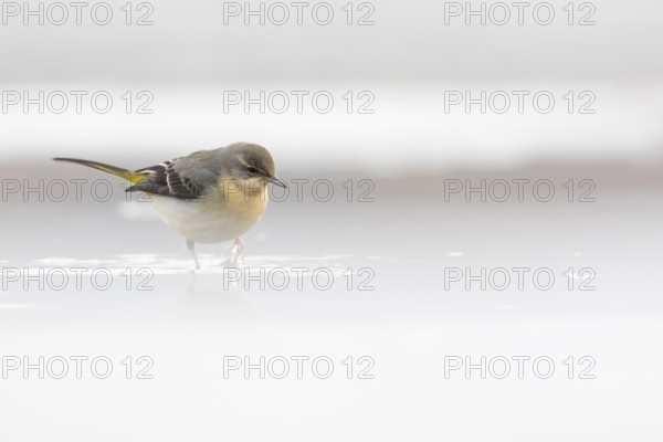 Grey Wagtail (Motacilla cinerea) standing in water, Rhineland-Palatinate, Germany